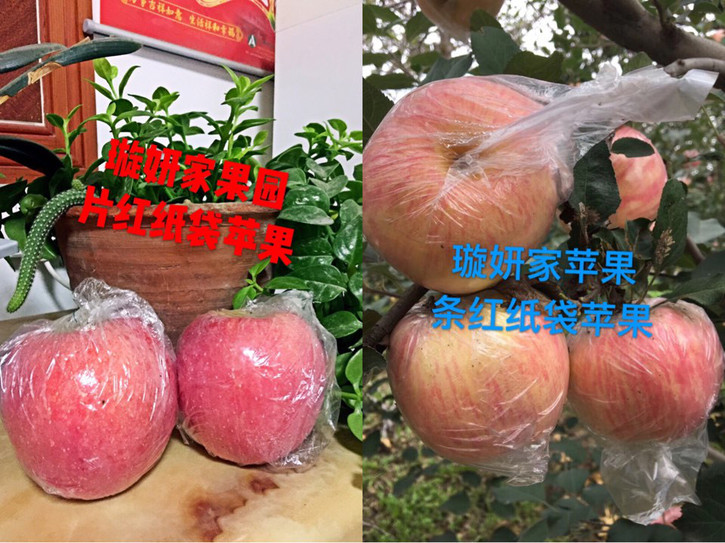 解說紙袋和膜袋蘋果