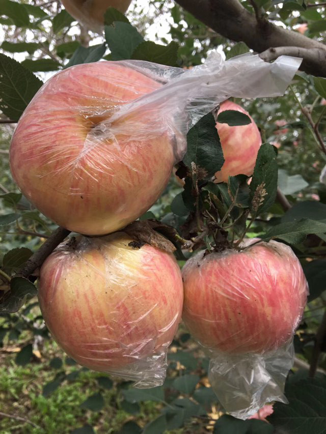 解說紙袋和膜袋蘋果