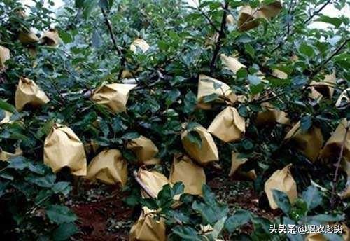 現(xiàn)在果園里的蘋果，為什么都會套上袋子？袋子中含有催熟蘋果的藥嗎？