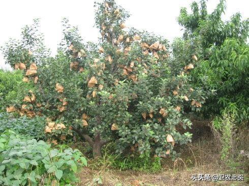 現(xiàn)在果園里的蘋果，為什么都會套上袋子？袋子中含有催熟蘋果的藥嗎？