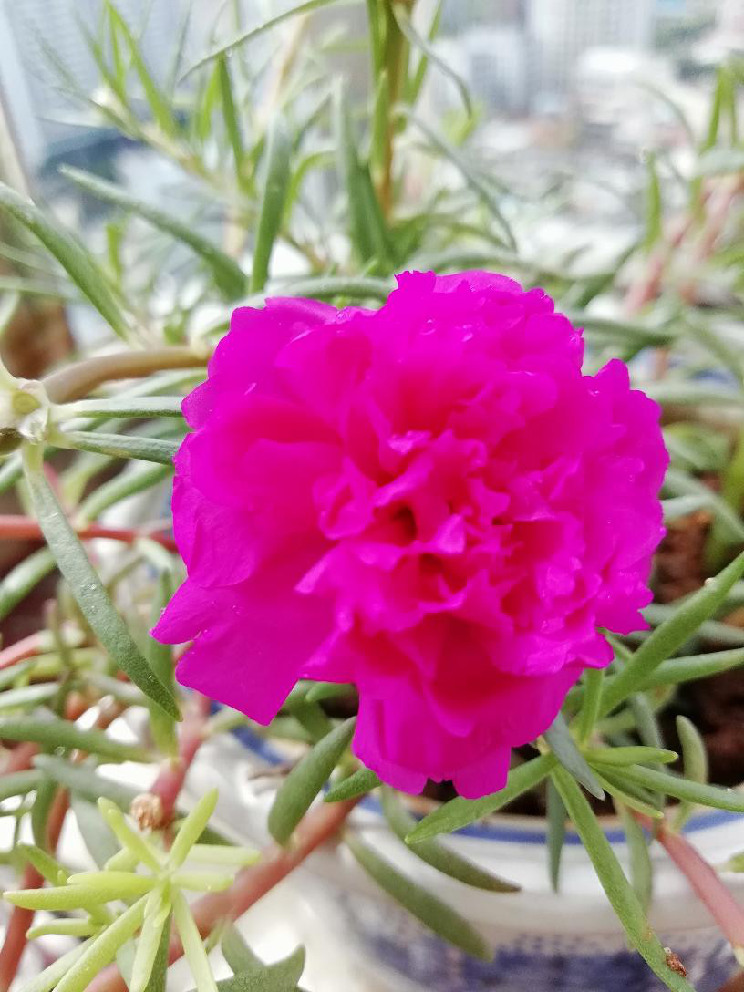 記得…我九歲那年色帶，大哥晚上下班給我買(mǎi)回一個(gè)海藍色的小花書(shū)包還有一雙綠色帶著(zhù)小黃花